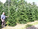 Picea omorika
